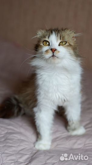 Отдам кота в добрые руки кошку