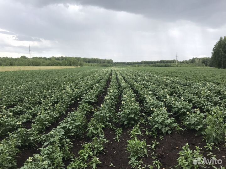 Семенной картофель