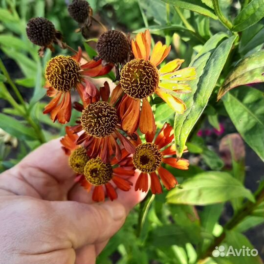 Гелениум красный