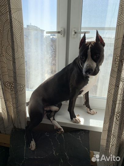 Стаффордширский терьер вязка