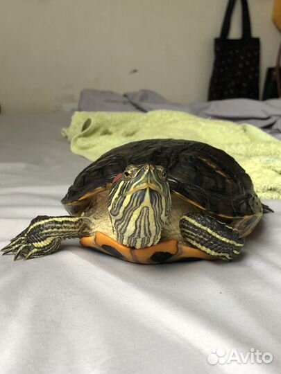 Красноухая черепаха