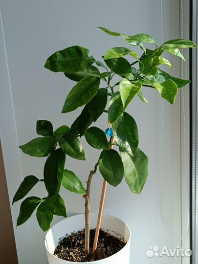 Цитрус Апельсин Валенсия