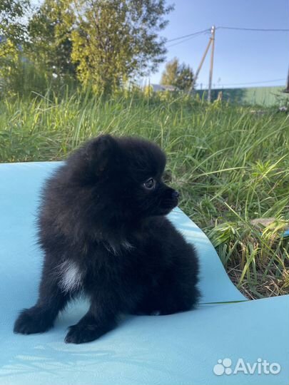 Щенки шпица