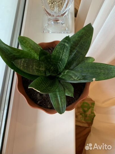 Сансевиерия Хана