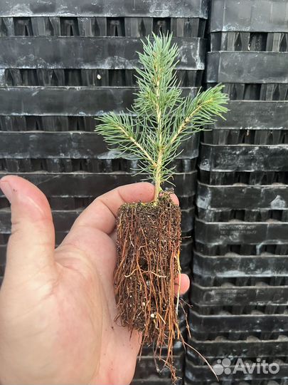 Голубая ель зкс сеянцы в кассетах на доращивание