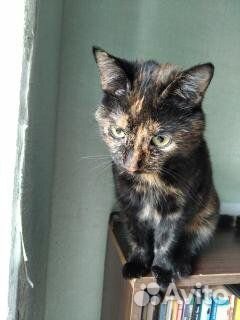 Ищет дом Пеструшечка - очаровательная плюшечка