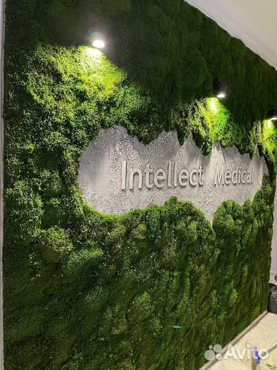 Мох пластовой стабилизированный