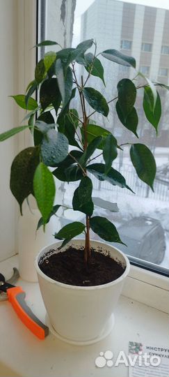 Фикус Бенджамина