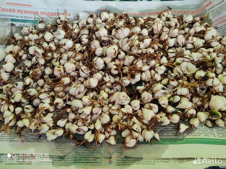 Луковицы(детки) Азиатской лилии