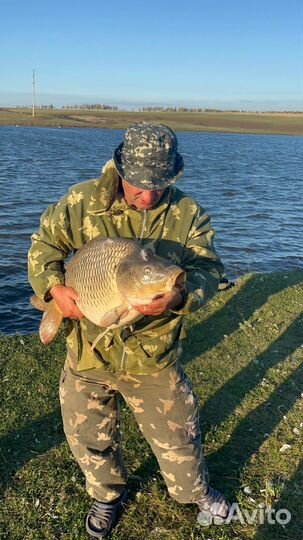 Живая рыба карп