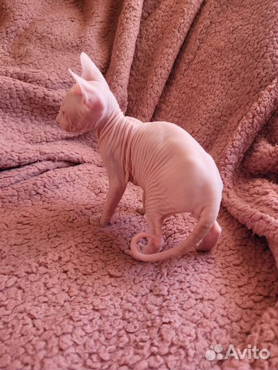 Донской сфинкс котенок