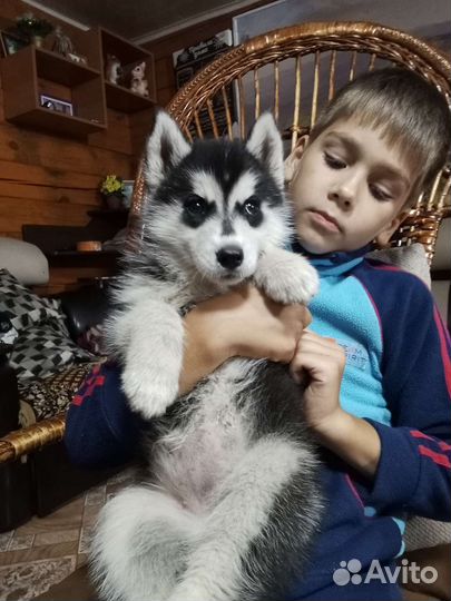 Щенки сибирской хаски