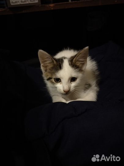 Отдам котят