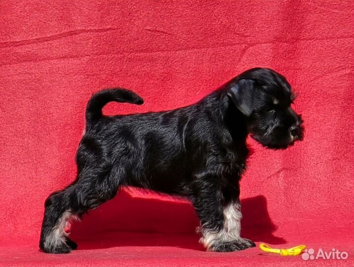 Девочки, РКФ