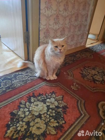 Кот в беде Нужен дом