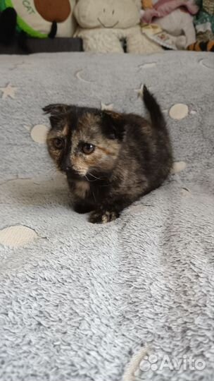 Кошка в дар