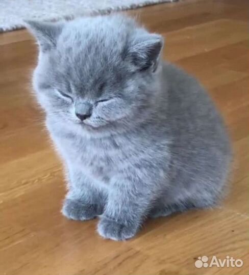 Шотландские котята