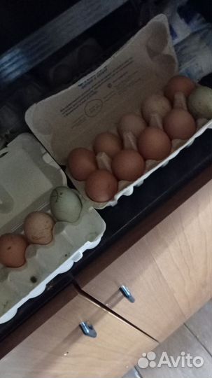 Домашние куриные яйца