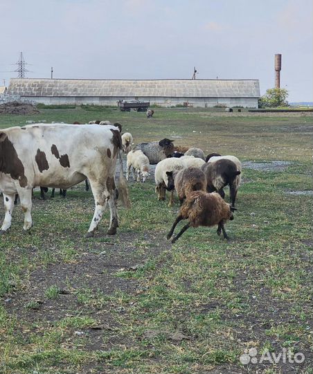 Бараны, Телки