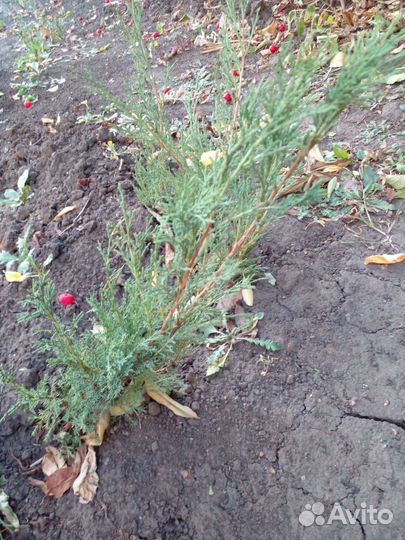 Можжевельники и пионы корни