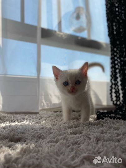 Британские котята