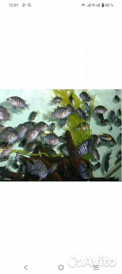 Цихлиды чернополосые
