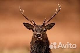 Организация охоты