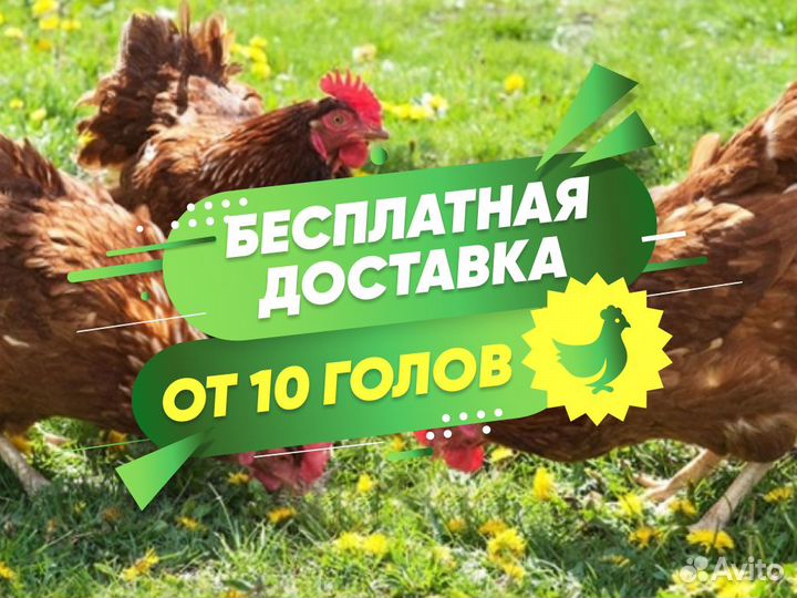 Куры несушки