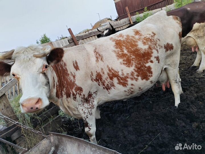 Коровы дойные молочные
