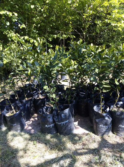 Элитные Цитрусы Саженцы 30 Видов закрытая корневая