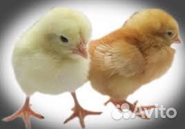 Курочка Ломан Браун,петушки