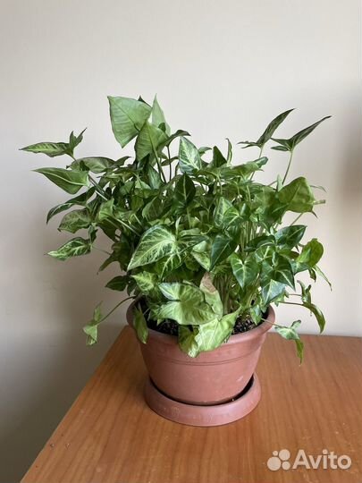 Комнатные растения цветы большие и маленькие