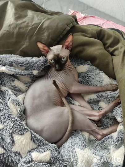 Канадский сфинкс ждет жениха