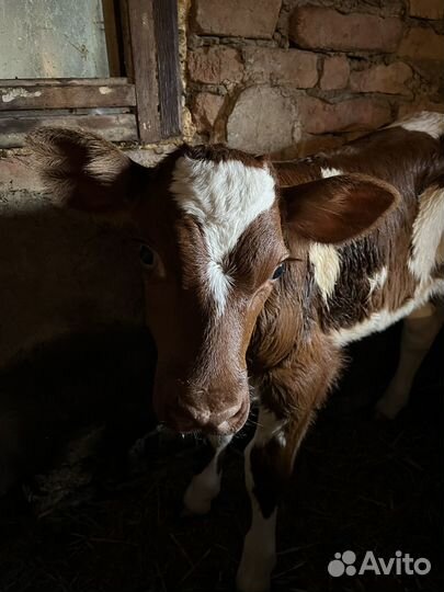 Бычки и быки