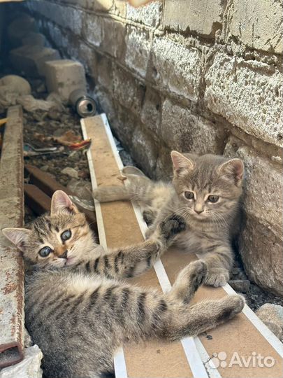 Котята