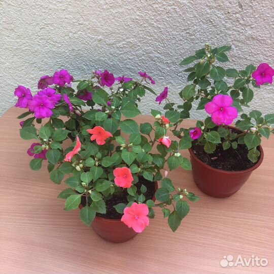 Бальзамины Уоллера