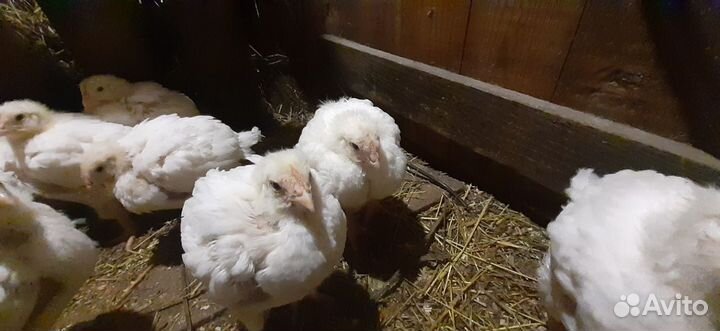 Цыплята бройлеры
