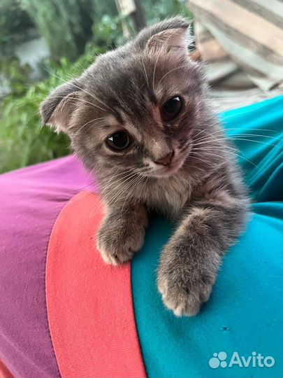 Котята бесплатно