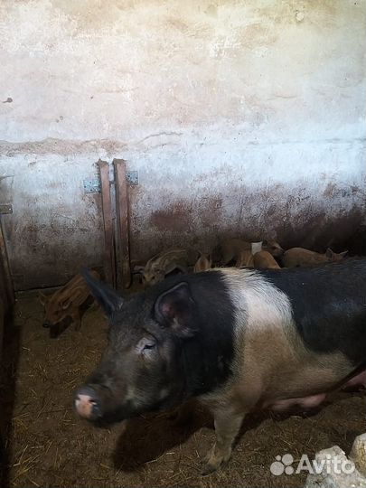 Продаются поросята венгерской мангалицы