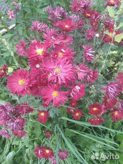 Цветы садовые многолетники