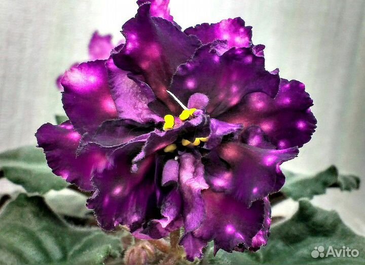 Фиалки сортовые