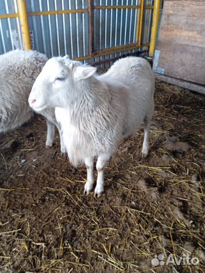 Баран Катумский