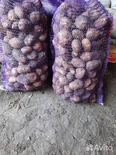 Продам картофель