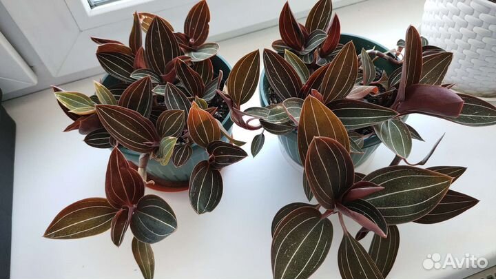 Орхидея лудизия