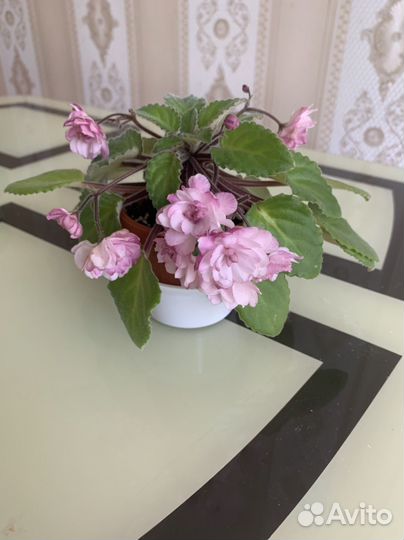 Фиалка Литуаника