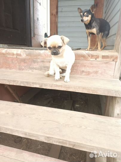 Чихуахуа mini девочка