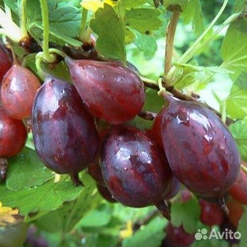 Саженцы Крыжовника