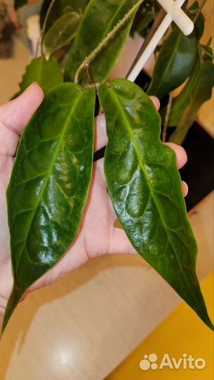 Хойя magalasterIML-1099