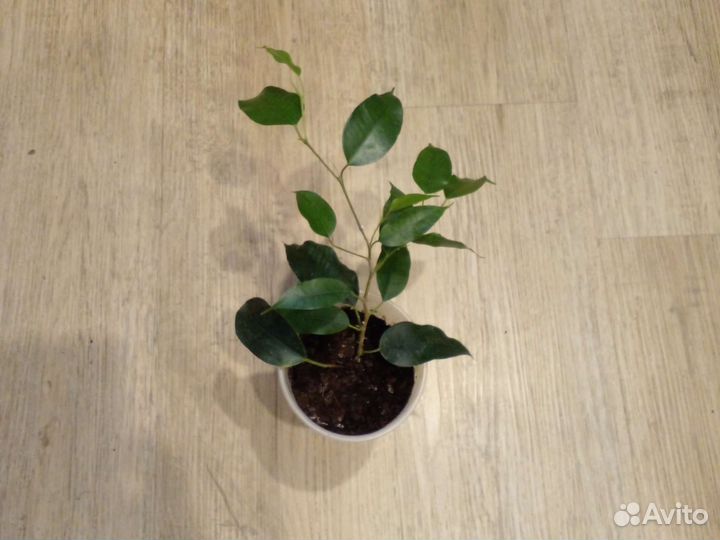 Фикус Бенжамина