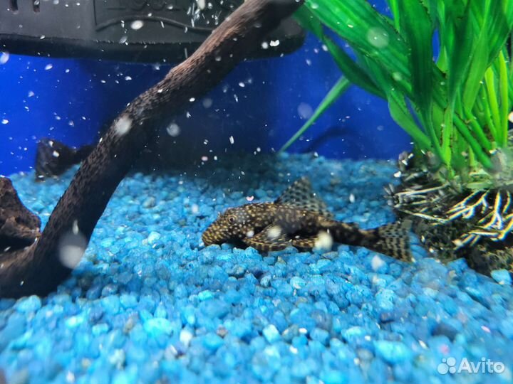 Сомики анциструсы